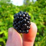 Nutrient-rich