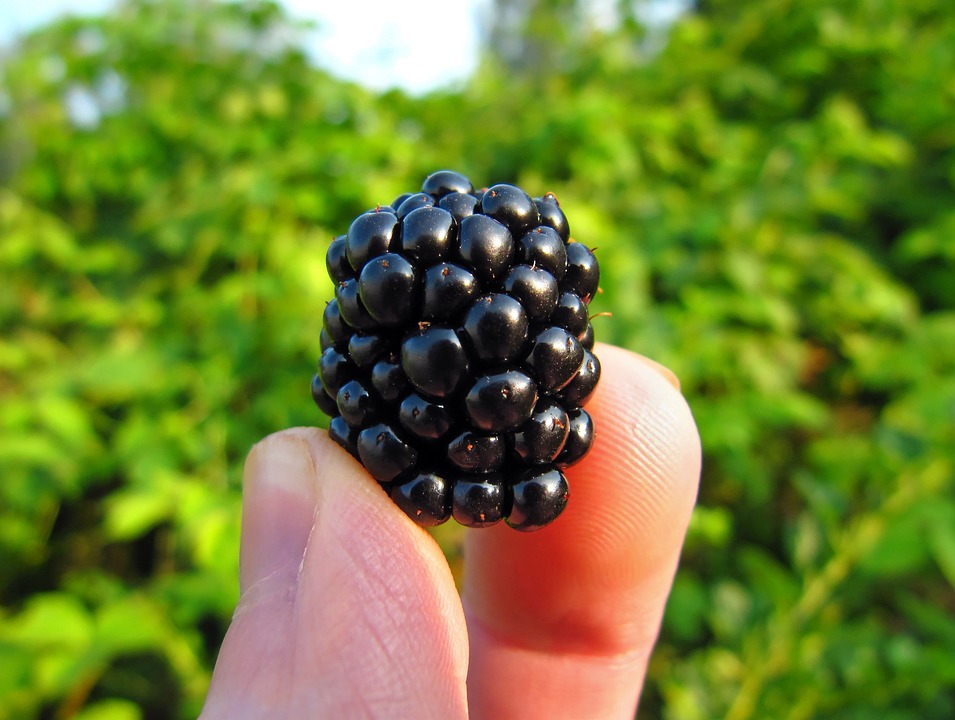 Nutrient-rich